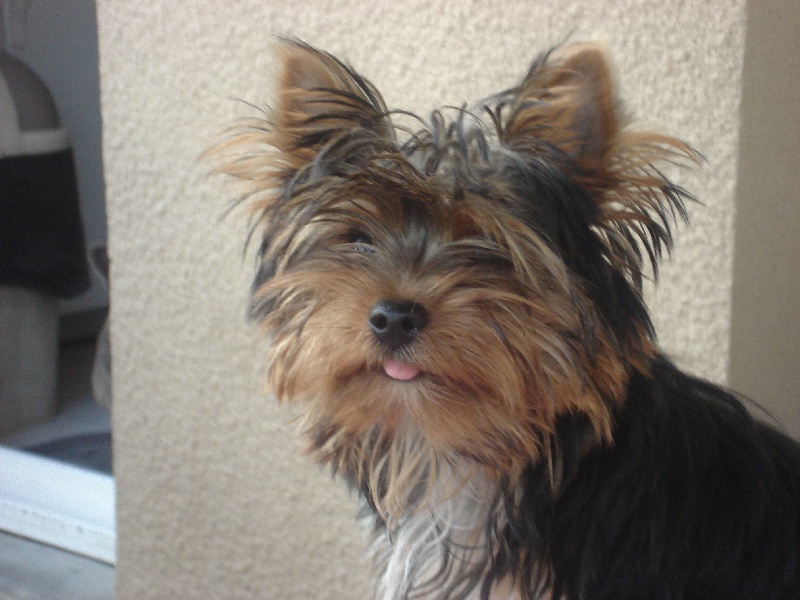 Les Yorkshire Terrier de l'affixe Des babys d'emporda