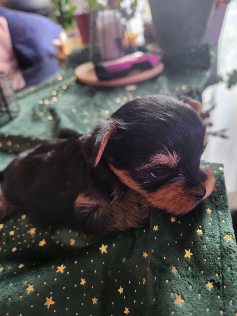 Des babys d'emporda - Chiot disponible  - Yorkshire Terrier