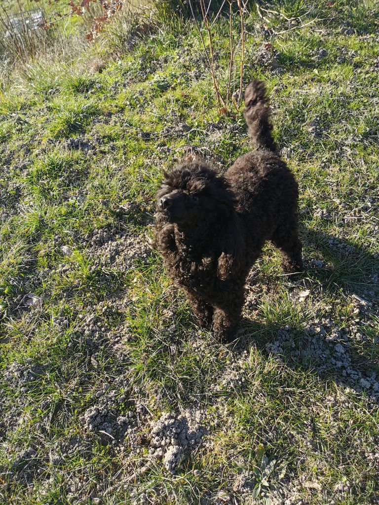 Odamay Des babys d'emporda