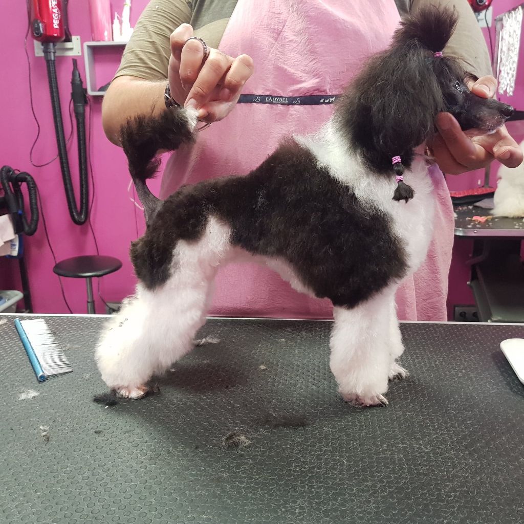Perdita Du Royaume De La Pompadour