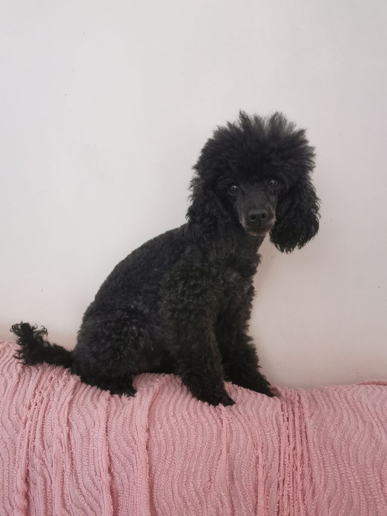 Lily rose de Chamberande