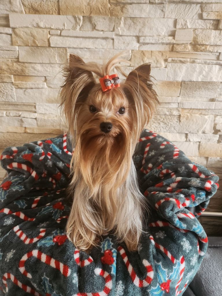 Ulyssia de l adoree peneloppe