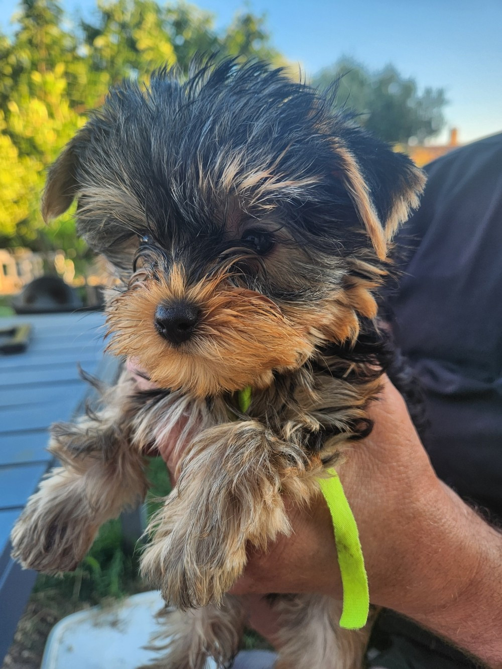 Des babys d'emporda - Chiots disponibles - Yorkshire Terrier