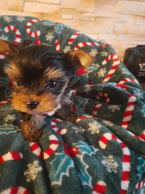 CHIOT 1