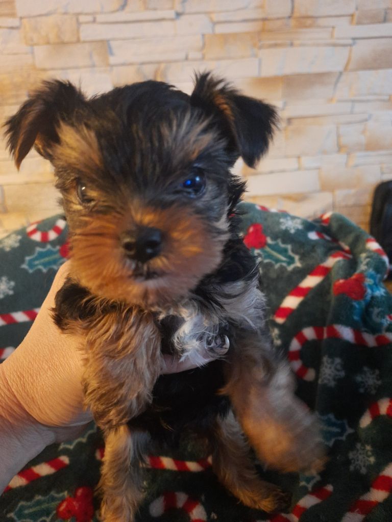 Des babys d'emporda - Yorkshire Terrier - Portée née le 10/11/2024